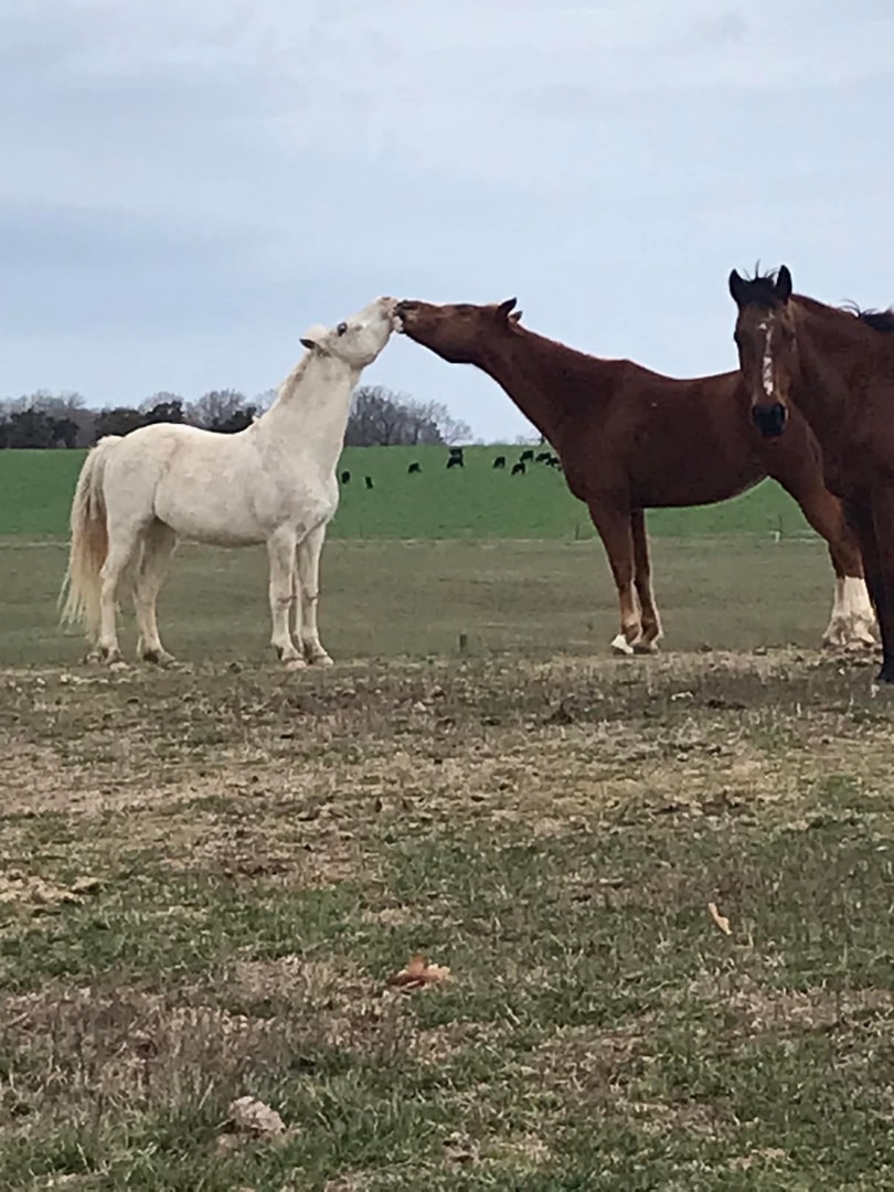 Horse riding lesson